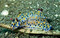 Hypselodoris kanga