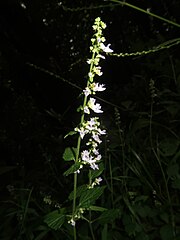 唇形の花をまばらに数個ずつ何段にもわたった細長く狭い花穂をつける。