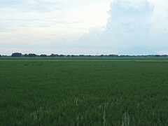 Jaen rice field