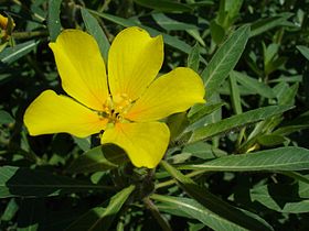 Jussiaea grandiflora