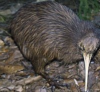 North Island Brown Kiwi