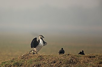 Knob-billed Duck (Sarkidiornis melanotos) alongside Eurasian Coot ((Fulica atra) in Keoladeo National Park, Rajasthan, India