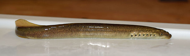 Lampetra aepyptera, least brook lamprey