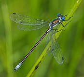 Lestes dryas, Евразия, Северная Африка, Северная Америка