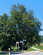 Linden bei Wertachbrücke Wehringen