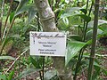 Tige de Piper arboreum à "los jardines de Mandor" (Pérou)