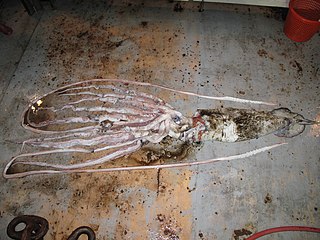 #532 (30/7/2009) Small female trawl netted in the Gulf of Mexico off the US state of Louisiana on 30 July 2009. It now forms part of the collections of the National Museum of Natural History in Washington, D.C.