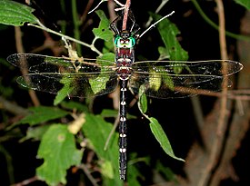 Macromia illinoiensis