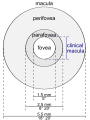 Schematic diagram of the macula lutea of the retina, showing perifovea, parafovea, fovea, and clinical macula