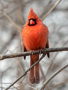 A northern cardinal perched on a tree branch