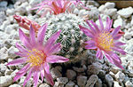 Mammillaria deherdtiana