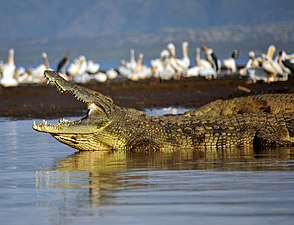 תנין היאור (תנינאים) Crocodylus niloticus