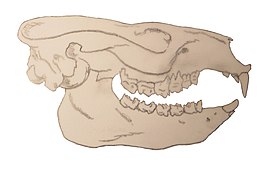 Череп Notostylops murinus