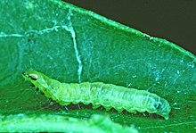 A green caterpillar upside down on a dark green leaf with lighter colored veins, against a black background.