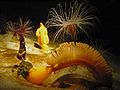 Orange sea pen (Ptilosarcus gurneyi)