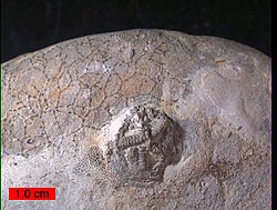 The Upper Ordovician edrioasteroid Cystaster stellatus on a cobble from the Kope Formation in northern Kentucky. In the background is the cyclostome bryozoan