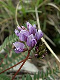 Oxytropis jacquinii