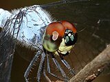 Close-up of head highlighting the pale mouth