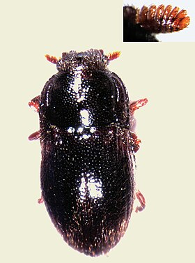 Parnida sp.