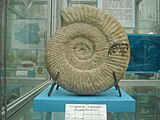 Perisphinctes plicatilis