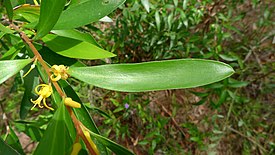 Цветущая Persoonia adenantha на хребте Коониум (Муллумбимби, Новый Южный Уэльс)