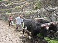 Image 17Peruvian farmers sowing maize and beans (from Andes)