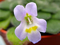 Petrocosmea forrestii