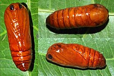 Pupa