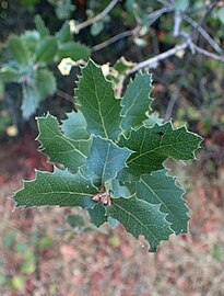 Spiny-toothed leaves