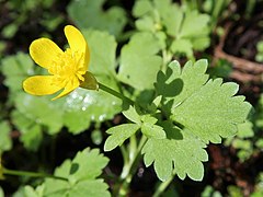 花弁は鮮黄色。単生し茎葉と対生する。