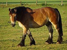 Cheval de trait vu de profil.