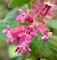 Ribes malvaceum var . veridifolium