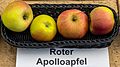 Roter Apolloapfel