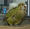 A large green parrot stands on a table outside a kitchen window, with beak wide open