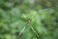 Stabilimenta d'une Argiope argentata.