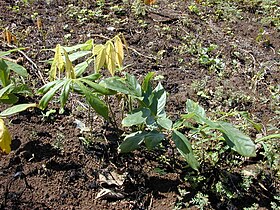 Derris elliptica