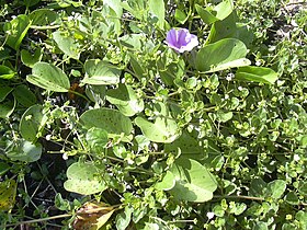 Boerhavia repens