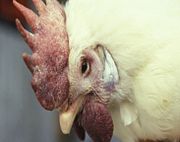 Birds affected by highly pathogenic avian influenza (HPAI) could show swelling of the head, wattles, combs, and face. USDA photo