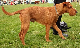 Irish terrier