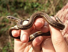 Description de l'image Thamnophis ordinoides 2.jpg.