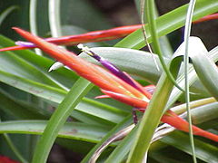 Tillandsia flabellata