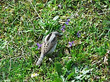 Oiseau cherchant sa nourriture dans une pelouse avec des violettes. Il est vu en plongée et de dos. Son dessus est gris, avec une barre longitudinale brune dans le dos, et un motif brun écailleux dans le bas du dos.