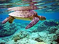 Image 5 Green sea turtle A green sea turtle swimming above a coral reef. More selected pictures