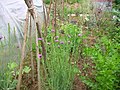 Plants dans un jardin potager.