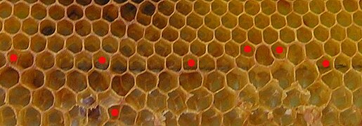 Honeycomb section containing transition from worker to drone (larger) cells – here bees make irregular and five-cornered cells (marked with red dots)