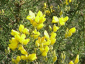 Tojo-comum (Ulex europaeus)