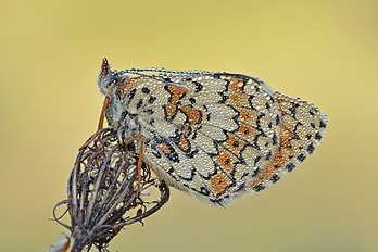 Fritilária-das-montanhas (Melitaea cinxia) coberta com gotas de água. Reserva natural Wittenberge-Rühstädter Elbniederung, Brandemburgo, Alemanha (definição 6 000 × 4 000)