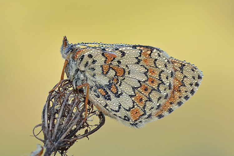 Шашечница цинксия (Melitaea cinxia), покрытая каплями росы