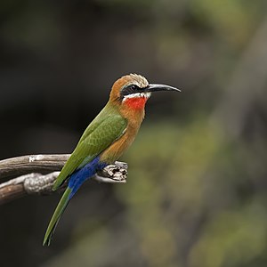 White-fronted bee-eater, by Charlesjsharp