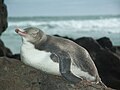 Yellow-eyed Penguin, The Catlins, New Zealand.